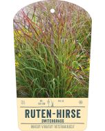 Bildstabetikett, Panicum virgatum 'Rotstrahlbusch' VS