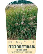 Bildstabetikett, Pennisetum alopecuroides 'Herbstzauber' VS
