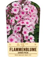 Bildstabetikett, Phlox paniculata 'Bright Eyes' VS