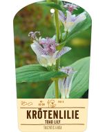 Bildstabetikett, Tricyrtis hirta VS