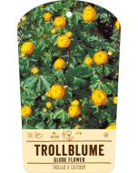 Bildstabetikett, Trollius x cultorum VS