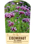 Bildstabetikett, Verbena bonariensis VS