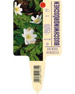 Anemone nemorosa, Bildstecketikett VS: