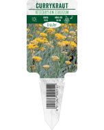 Helichrysum italicum, Bildstecketikett VS