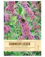 Sortenschild, Buddleja bicolor 'Flower Power'