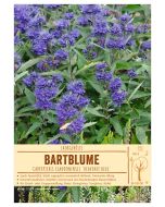 Sortenschild, Caryopteris clandonensis 'Heavenly Blue'