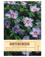 Sortenschild, Hibiscus syriacus 'Blue Bird'