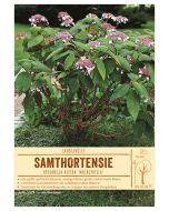 Sortenschild, Hydrangea aspera 'Macrophylla'
