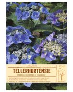 Sortenschild, Hydrangea macrophylla 'Blaumeise'