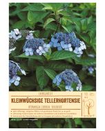 Sortenschild, Hydrangea serrata 'Bluebird'