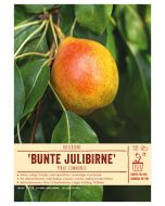 Sortenschild, Pyrus communis 'Bunte Julibirne'