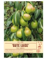 Sortenschild, Pyrus communis 'Gute Luise'