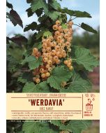 Sortenschild, Ribes rubrum Werdavia