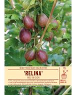 Sortenschild, Ribes uva-crispa 'Relina'(S)