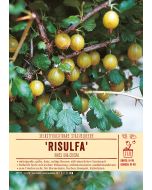 Sortenschild, Ribes uva-crispa 'Risulfa'