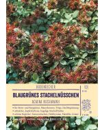 Sortenschild, Acaena buchananii