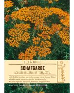Sortenschild, Achillea millefolium-Hybride 'Terracotta'