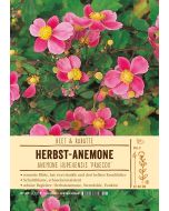 Sortenschild, Anemone hupe. 'Praecox'