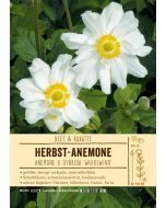 Sortenschild, Anemone Japonica 'Wirbelwind'