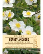 Sortenschild, Anemone Japonica