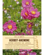 Sortenschild, Anemone Japonica-Hybride