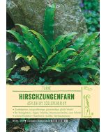 Sortenschild, Phyllitis scolopendrium