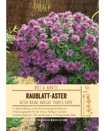 Sortenschild, Aster novae-angliae 'Purple Dome'