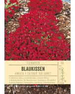Sortenschild Aubrieta x cultorum 'Red Carpet'