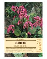 Sortenschild, Bergenia cordifolia