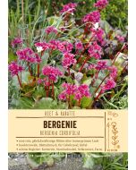 Sortenschild, Bergenia cordifolia