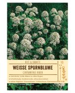 Sortenschild, Centranthus ruber