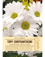 Sortenschild, Chrysanthemum