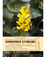 Sortenschild, Epimedium pinnatum ssp. colchicum