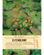 Sortenschild, Epimedium x warleyense 'Orangek?nigin'