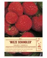 Sortenschild, Fragaria x ananassa Mieze Schindler