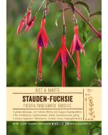 Sortenschild, Fuchsia magellan. 'Gracilis'