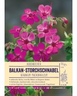 Sortenschild, Geranium macrorrhizum