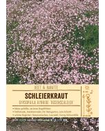 Sortenschild, Gypsophila Hybr. 'Rosenschleier'