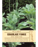 Sortenschild, Hosta nigrescens 'Krossa Regal'