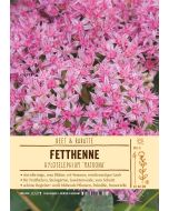 Sortenschild, Sedum Hybride 'Matrona'