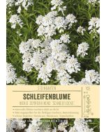 Sortenschild, Iberis sempervirens 'Schneeflocke'