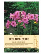 Sortenschild, Incarvillea delavayi