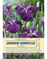 Sortenschild, Iris ensata