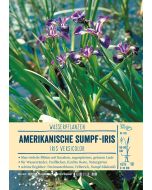 Sortenschild, Iris versicolor