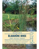 Sortenschild, Juncus inflexus (glaucus)