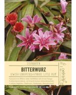 Sortenschild, Lewisia Longipetala-Hybride 'Little Plum'