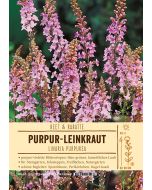 Sortenschild, Linaria purpurea