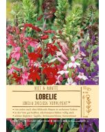 Sortenschild, Lobelia speciosa 'Kompliment (R) Mischung'