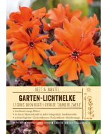 Sortenschild, Lychnis Arkwrightii-Hybride 'Oranger Zwerg'