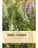 Sortenschild, Lysimachia clethroides